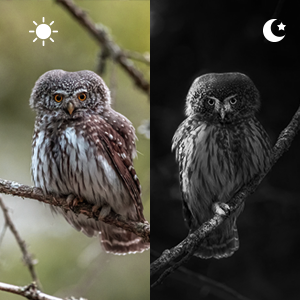 Portate di visione notturna